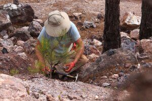 Tom Poland looking for rocks at Graves Mountain